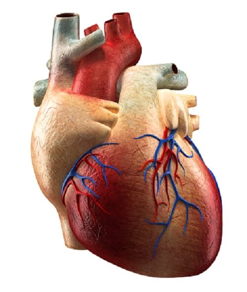 Опухоли сердца - Нарушения сердечно-сосудистой системы - Справочник MSD Профессиональная версия
