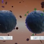 Car-T cells